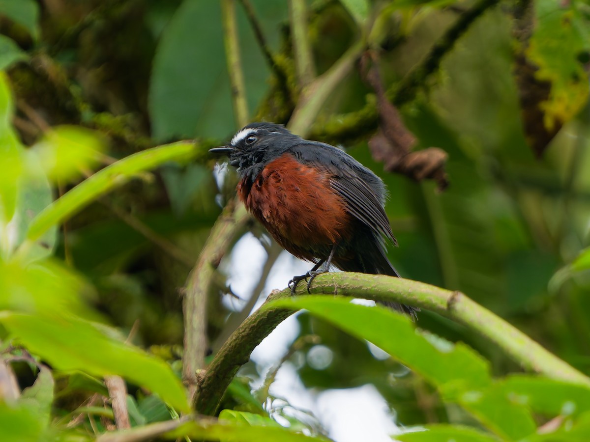Chestnut-bellied Chat-Tyrant - ML645099019