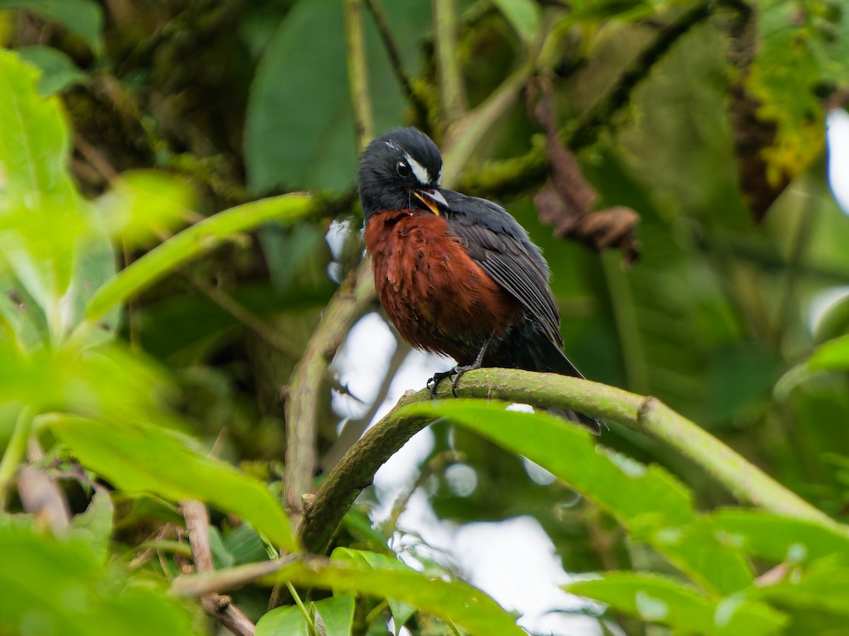 Chestnut-bellied Chat-Tyrant - ML645099020