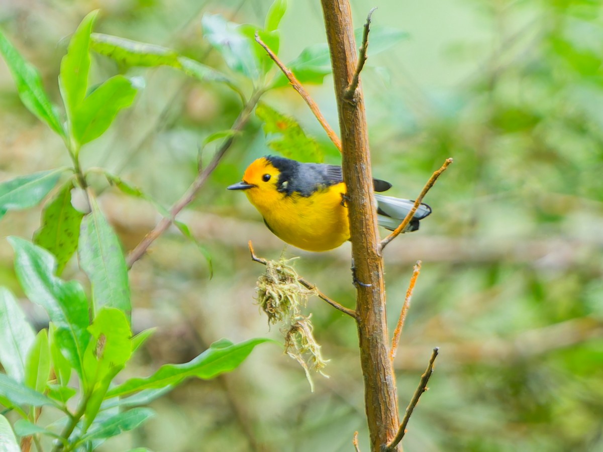 Süslü Ötleğen - ML645099021