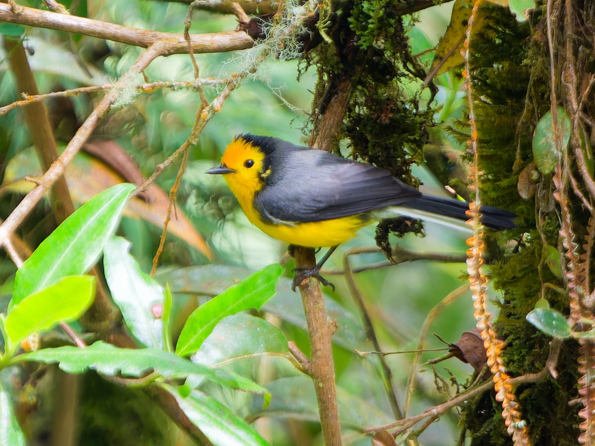 Süslü Ötleğen - ML645099022