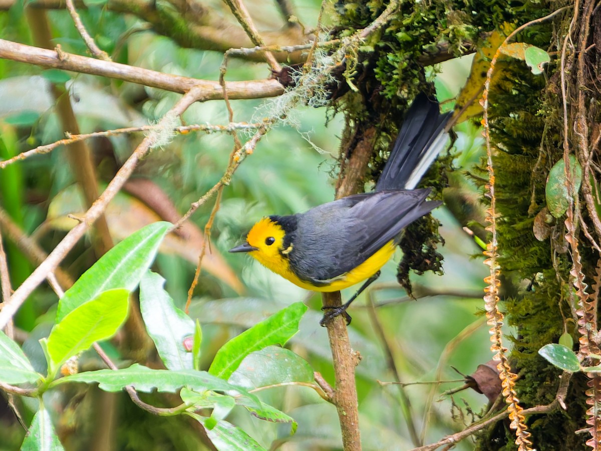 Süslü Ötleğen - ML645099023