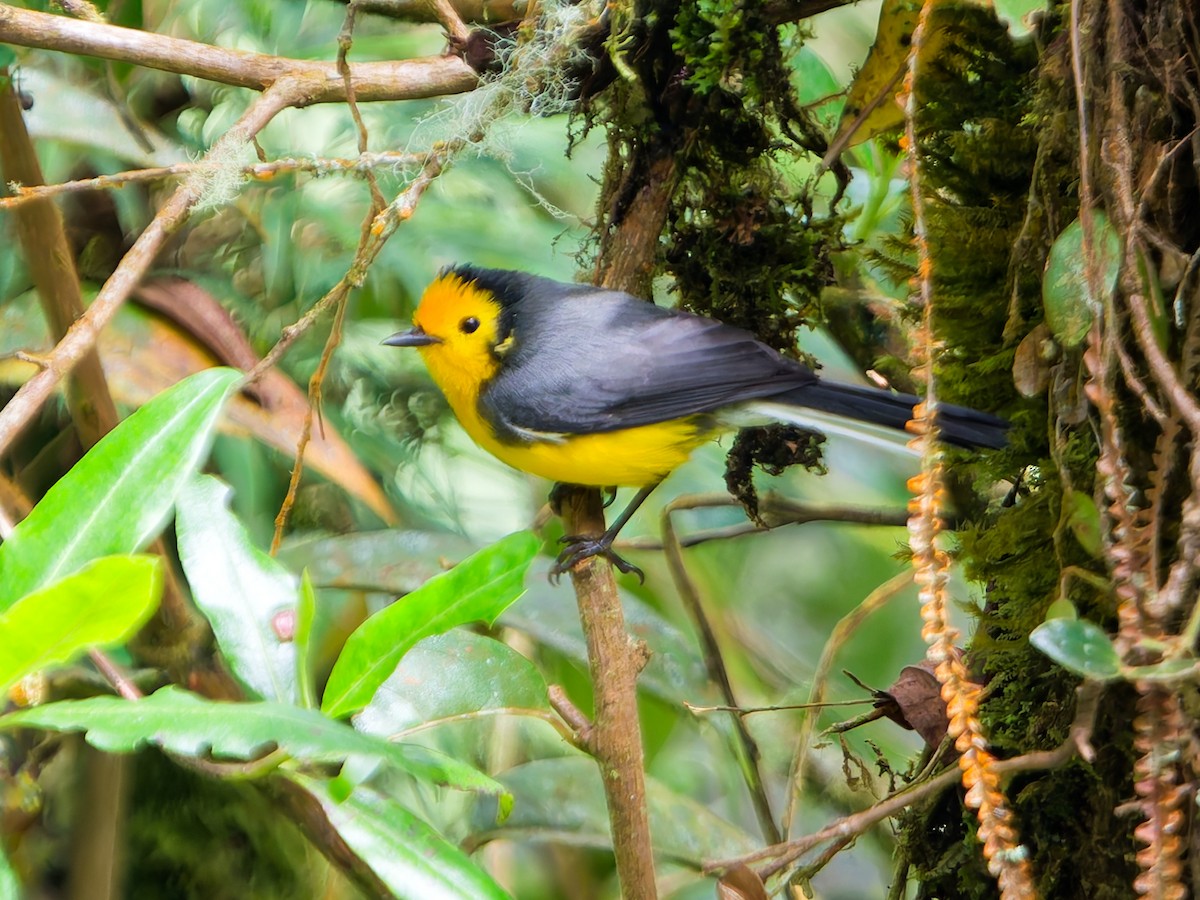 Süslü Ötleğen - ML645099024