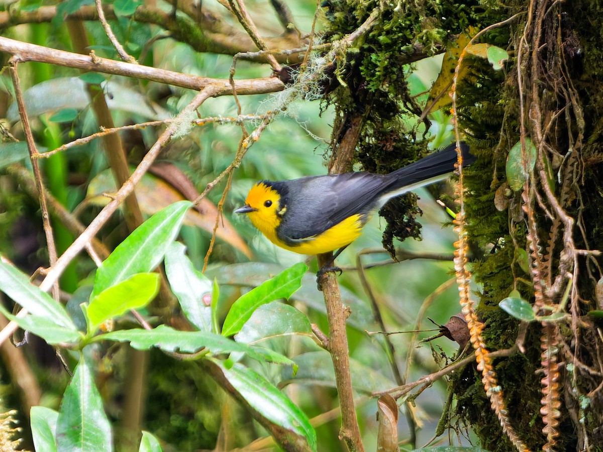 Süslü Ötleğen - ML645099025