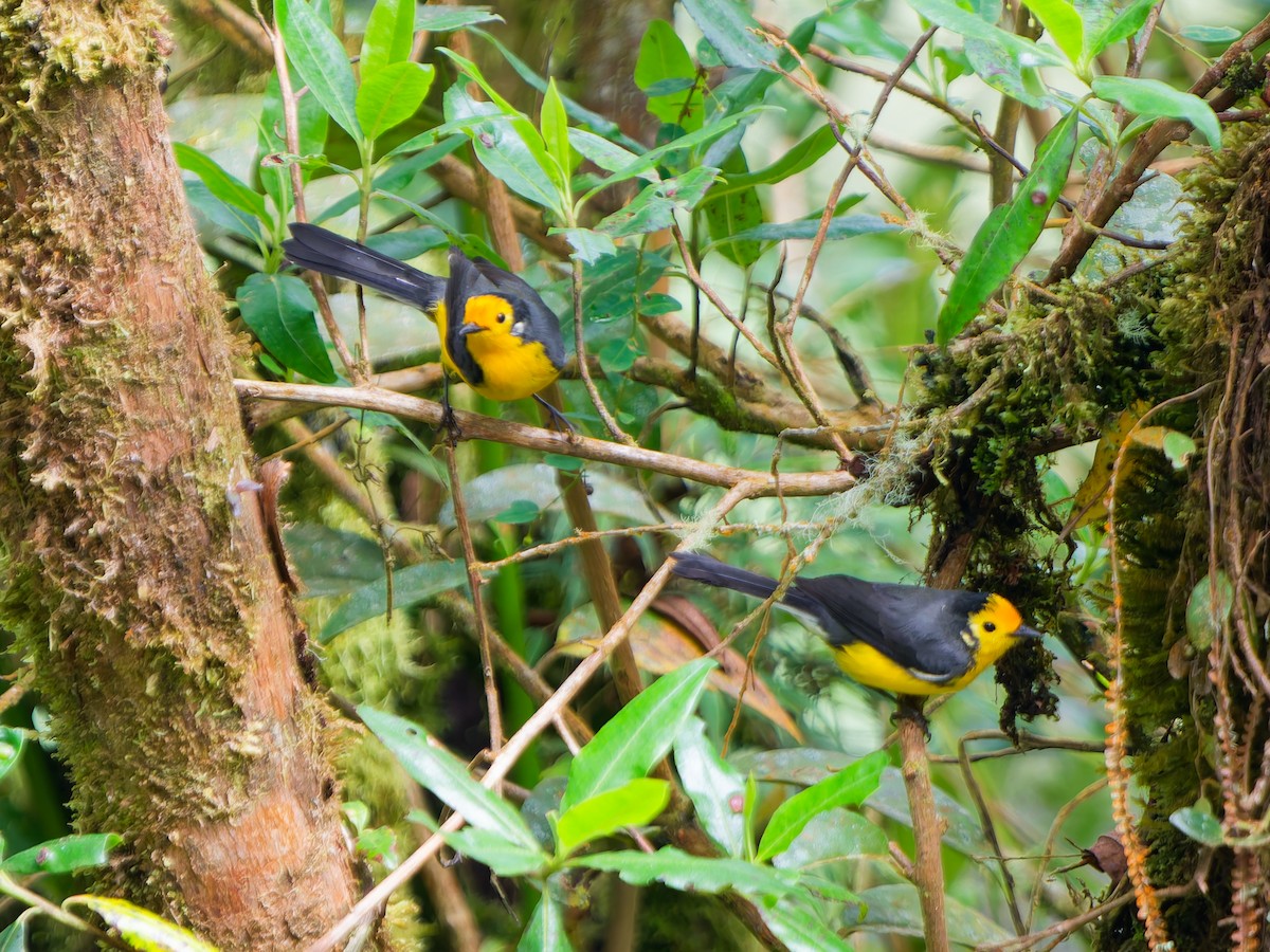 Süslü Ötleğen - ML645099026