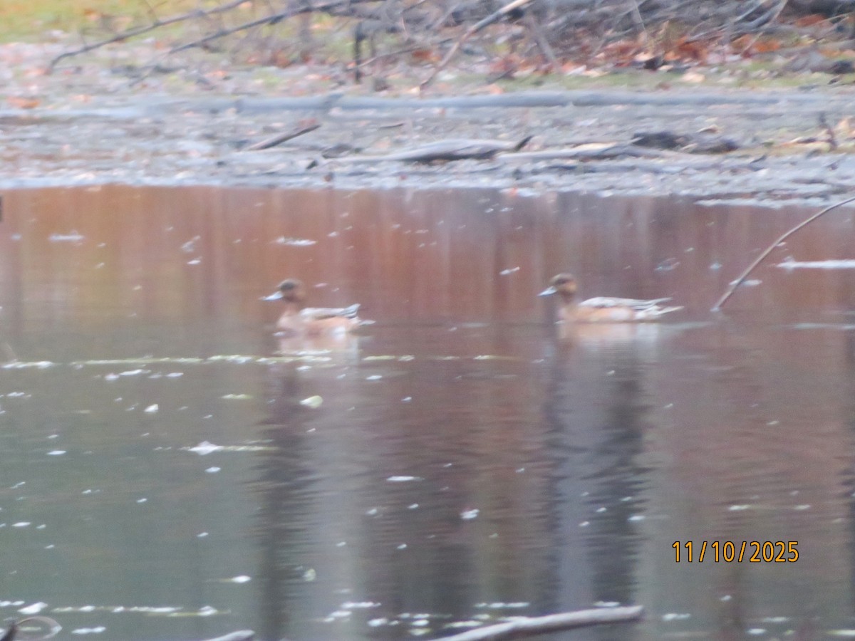 赤頸鴨 - ML645099033