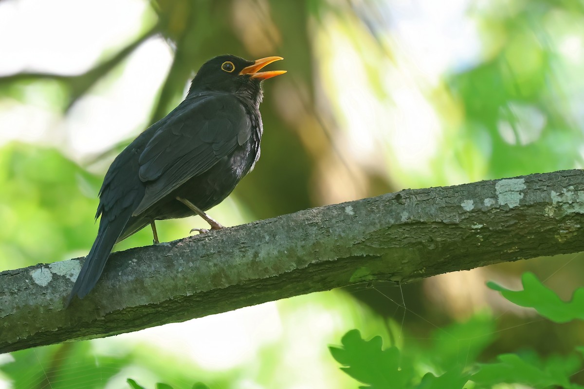 Eurasian Blackbird - ML645099050