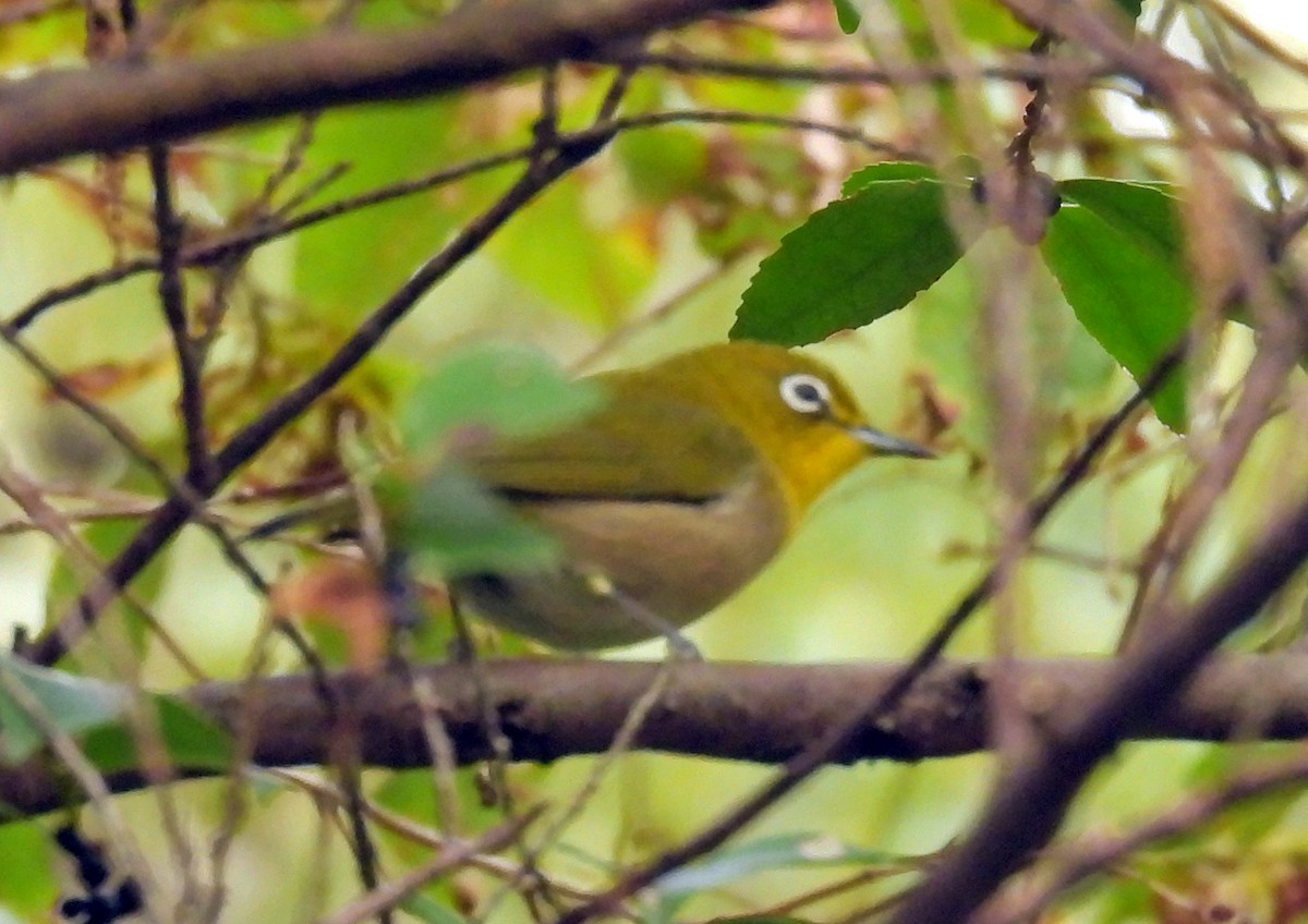 Warbling White-eye - ML645099101