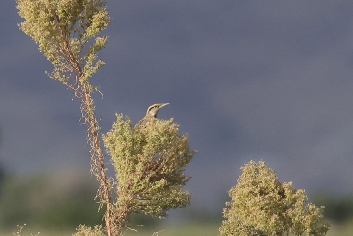 Chihuahuan Meadowlark - ML645099104