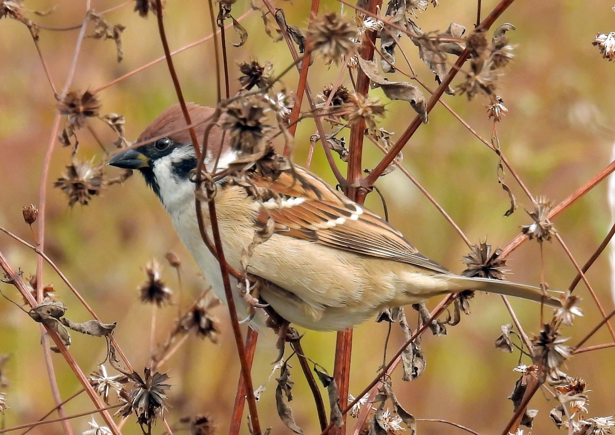 Ağaç Serçesi - ML645099111