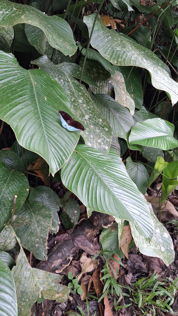 Horsfield's Baron - ML645099129