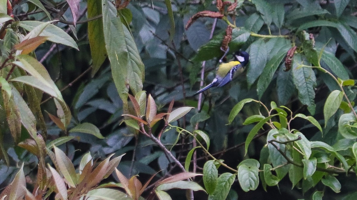 Carbonero Dorsiverde - ML645099133