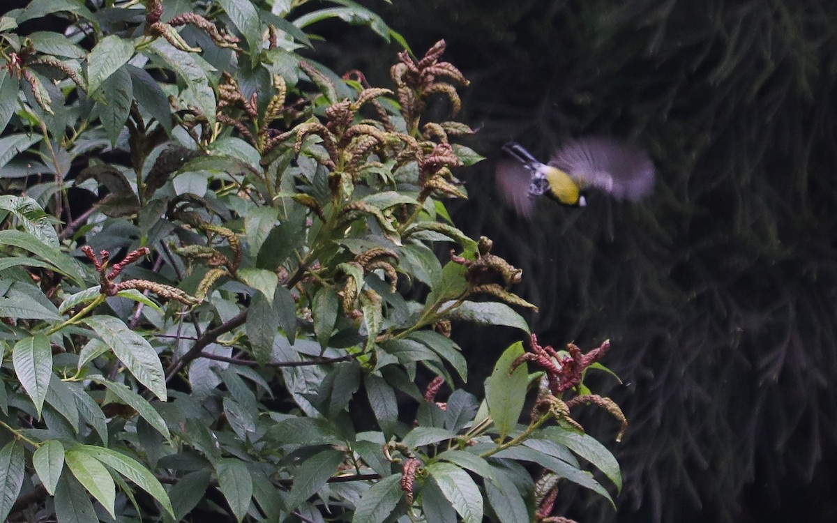 Carbonero Dorsiverde - ML645099134