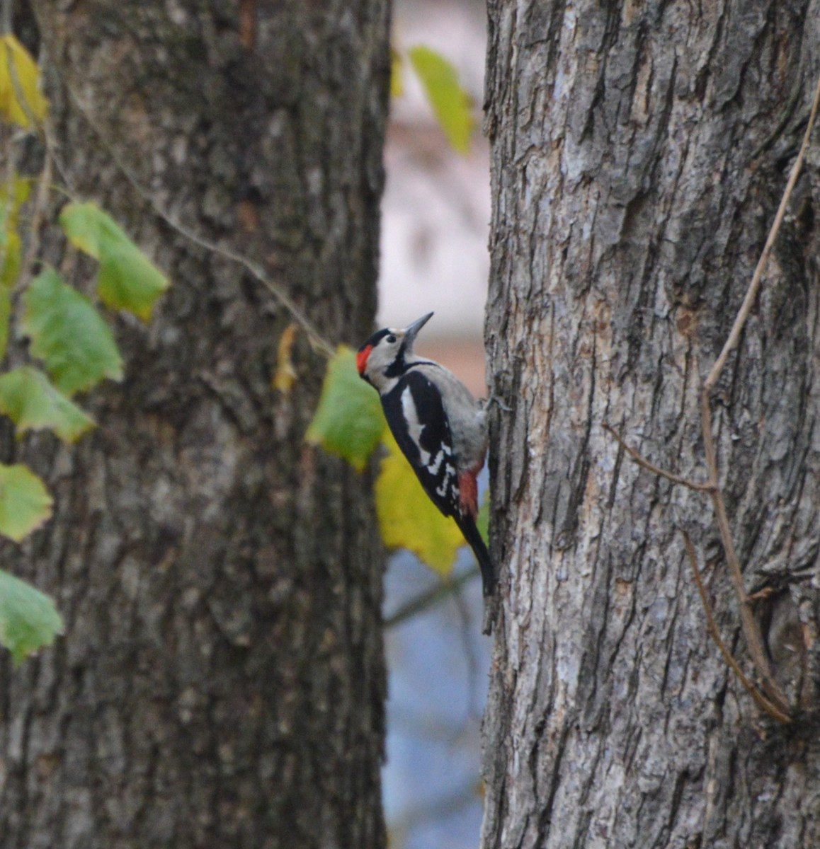 Syrian Woodpecker - ML645099137