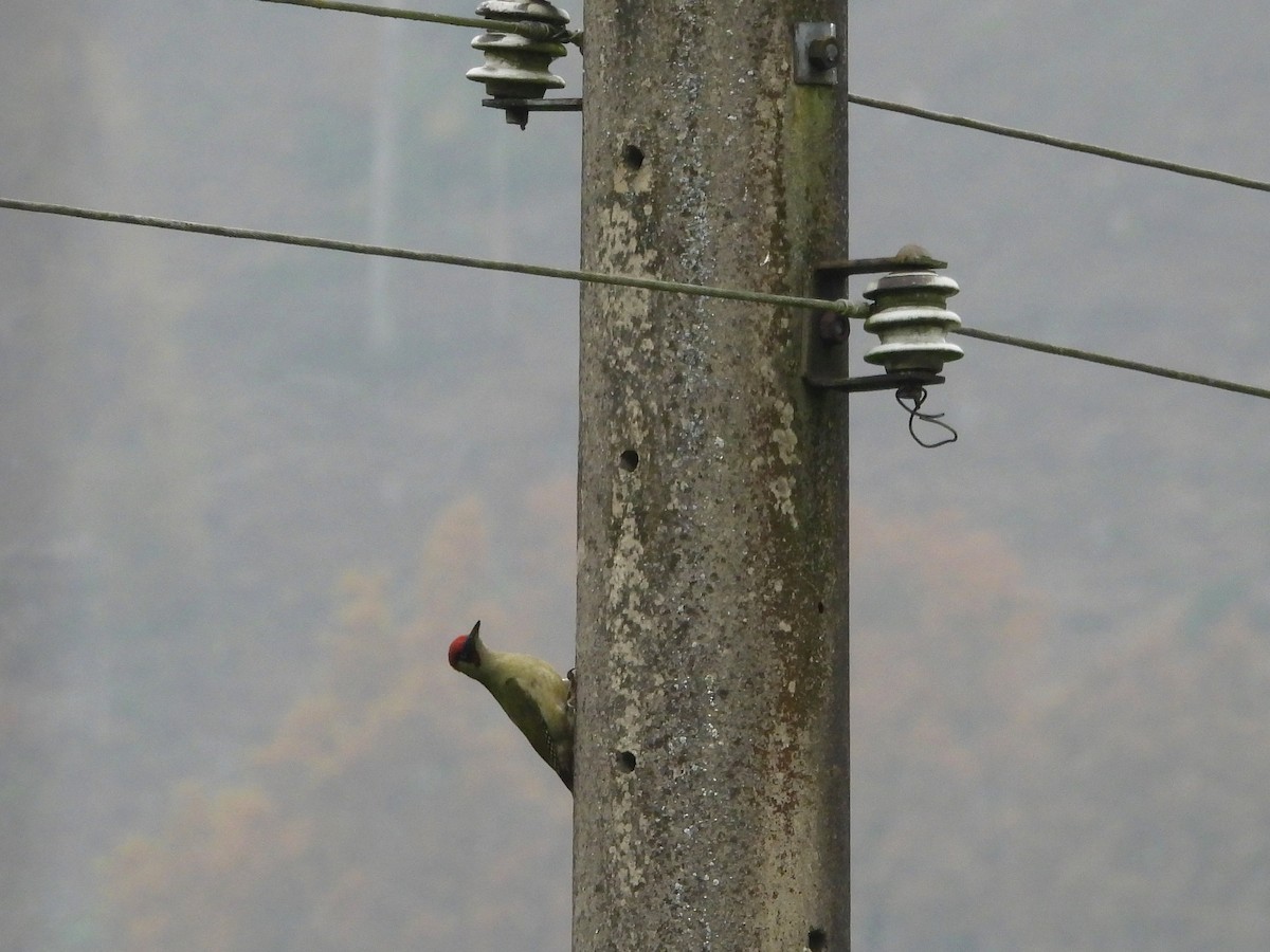 נקר ירוק - ML645099184