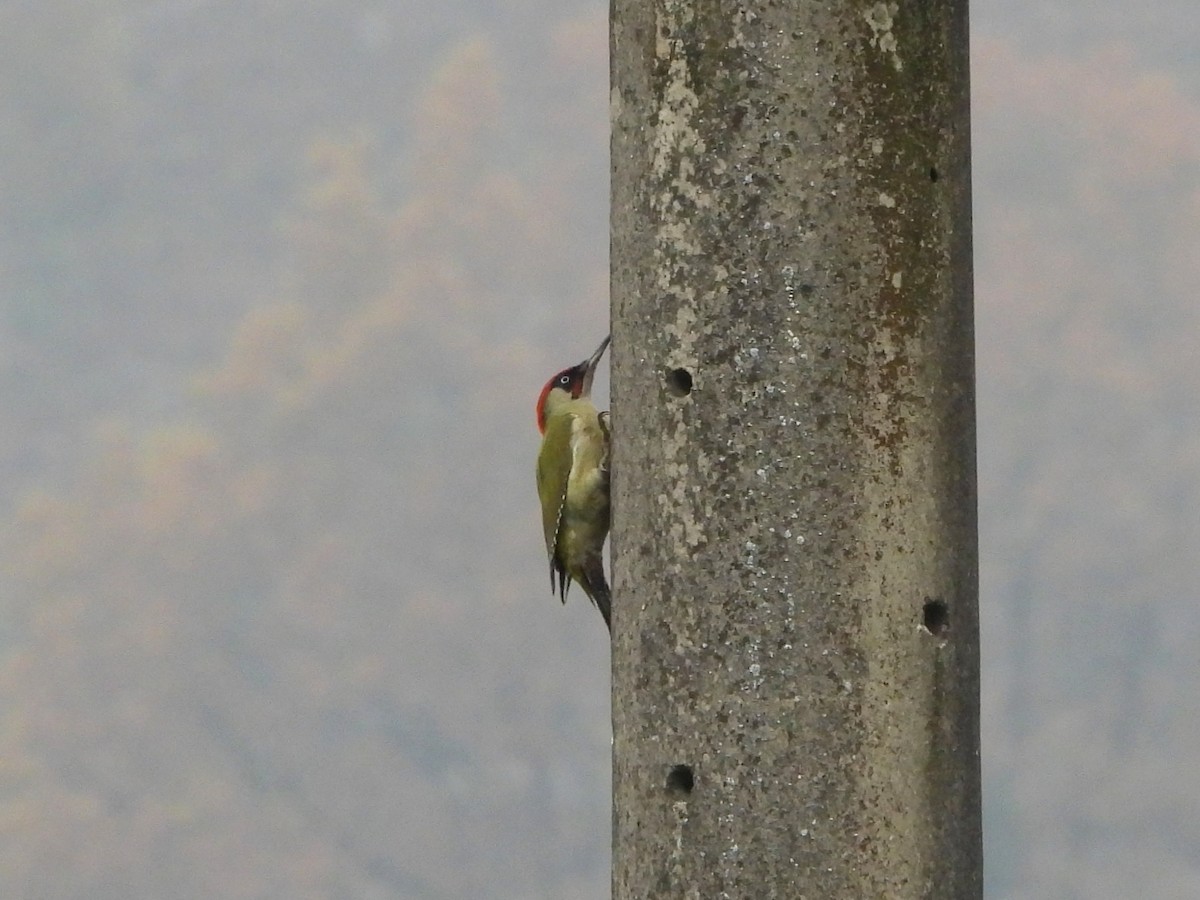 נקר ירוק - ML645099188