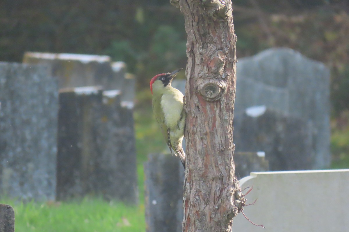 נקר ירוק - ML645099189
