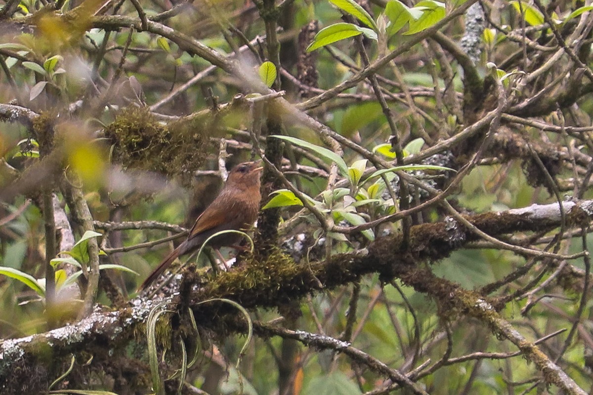 brunørelattertrost - ML645099192