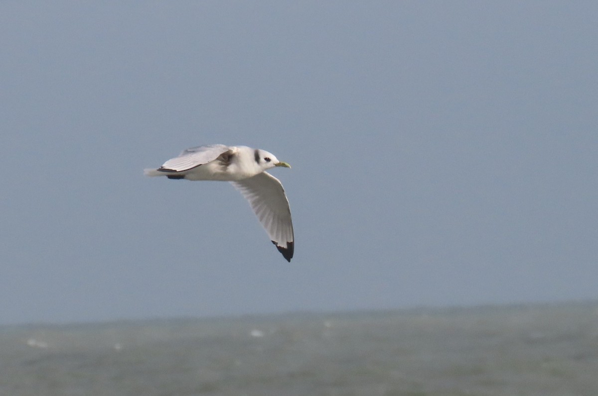 Kara Ayaklı Martı - ML645099196