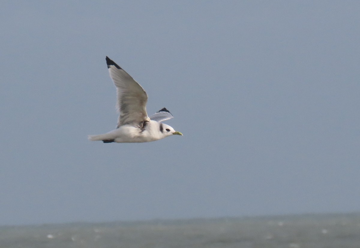 Kara Ayaklı Martı - ML645099197