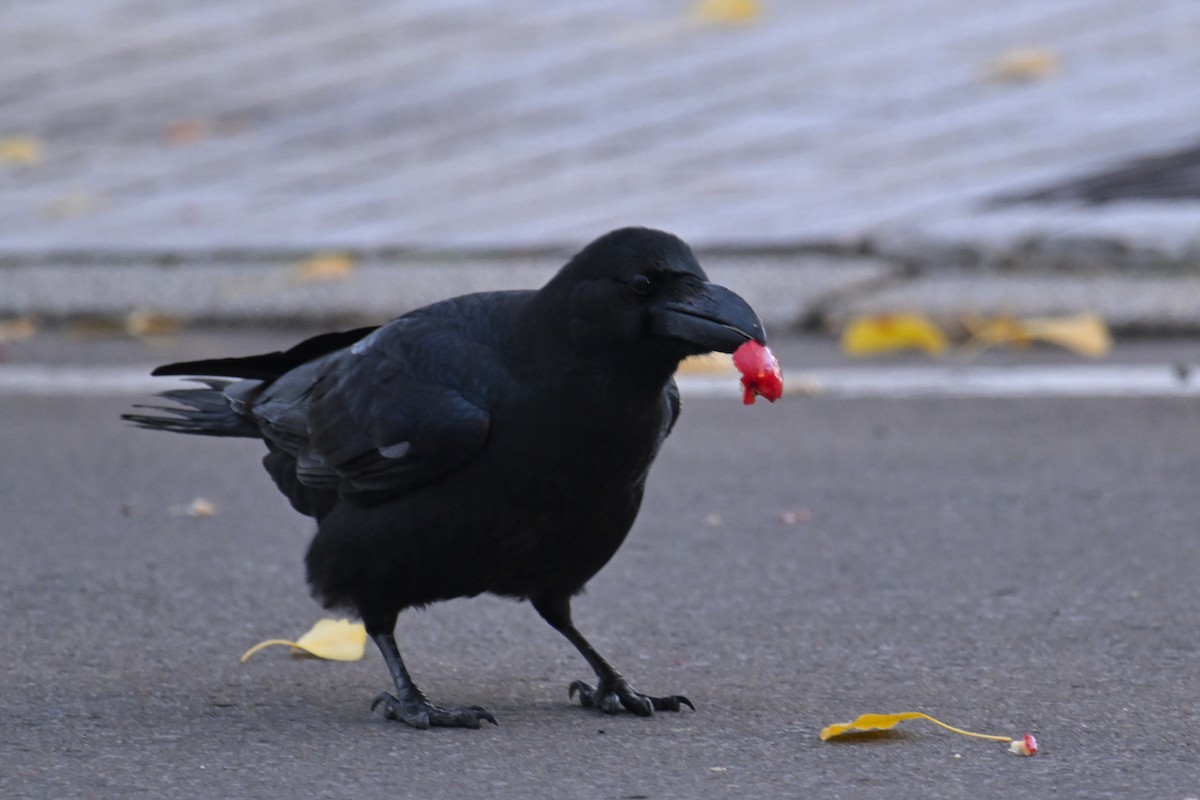 Large-billed Crow - ML645099210