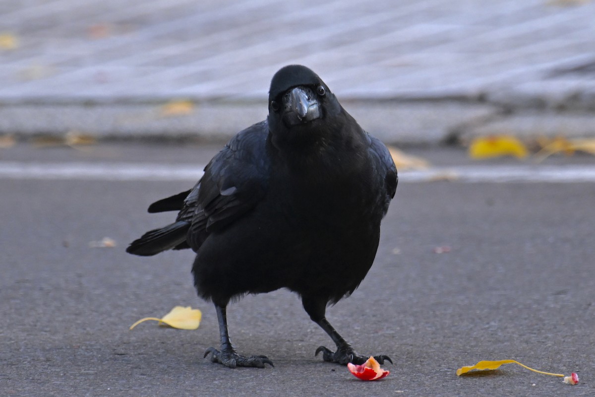 Large-billed Crow - ML645099211