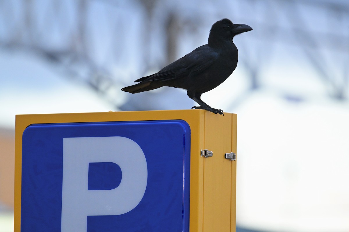 Large-billed Crow - ML645099222