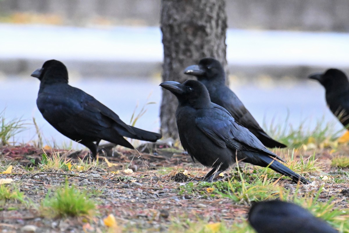 Large-billed Crow - ML645099227