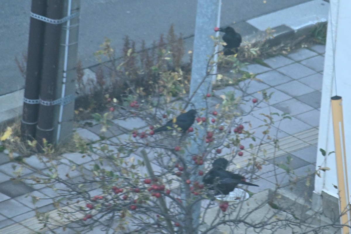 Large-billed Crow - ML645099233