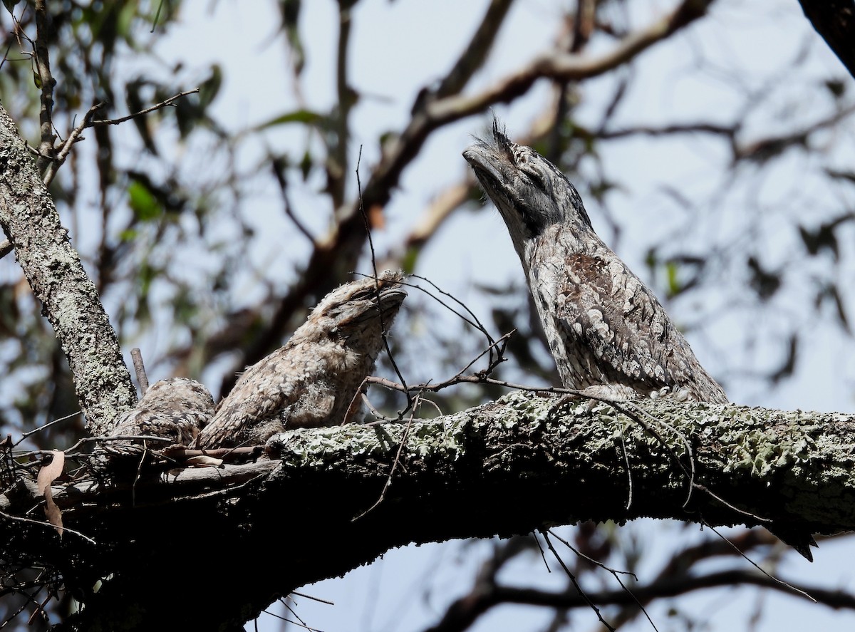 Tawny Frogmouth - ML645099247