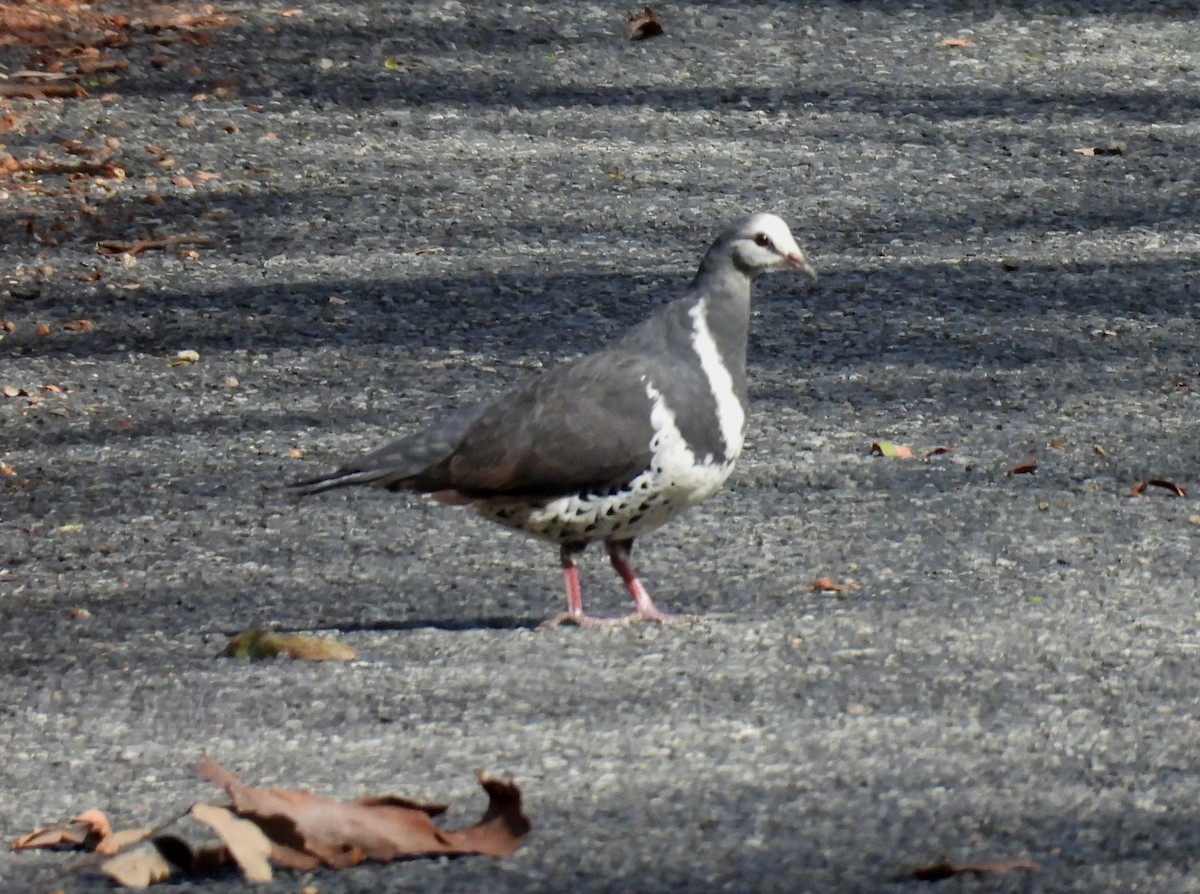 Вонга - ML645099258