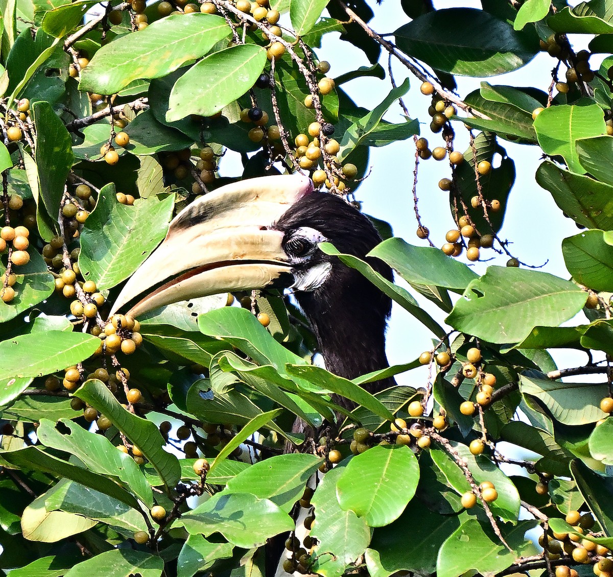 Malabar Pied-Hornbill - ML645099278