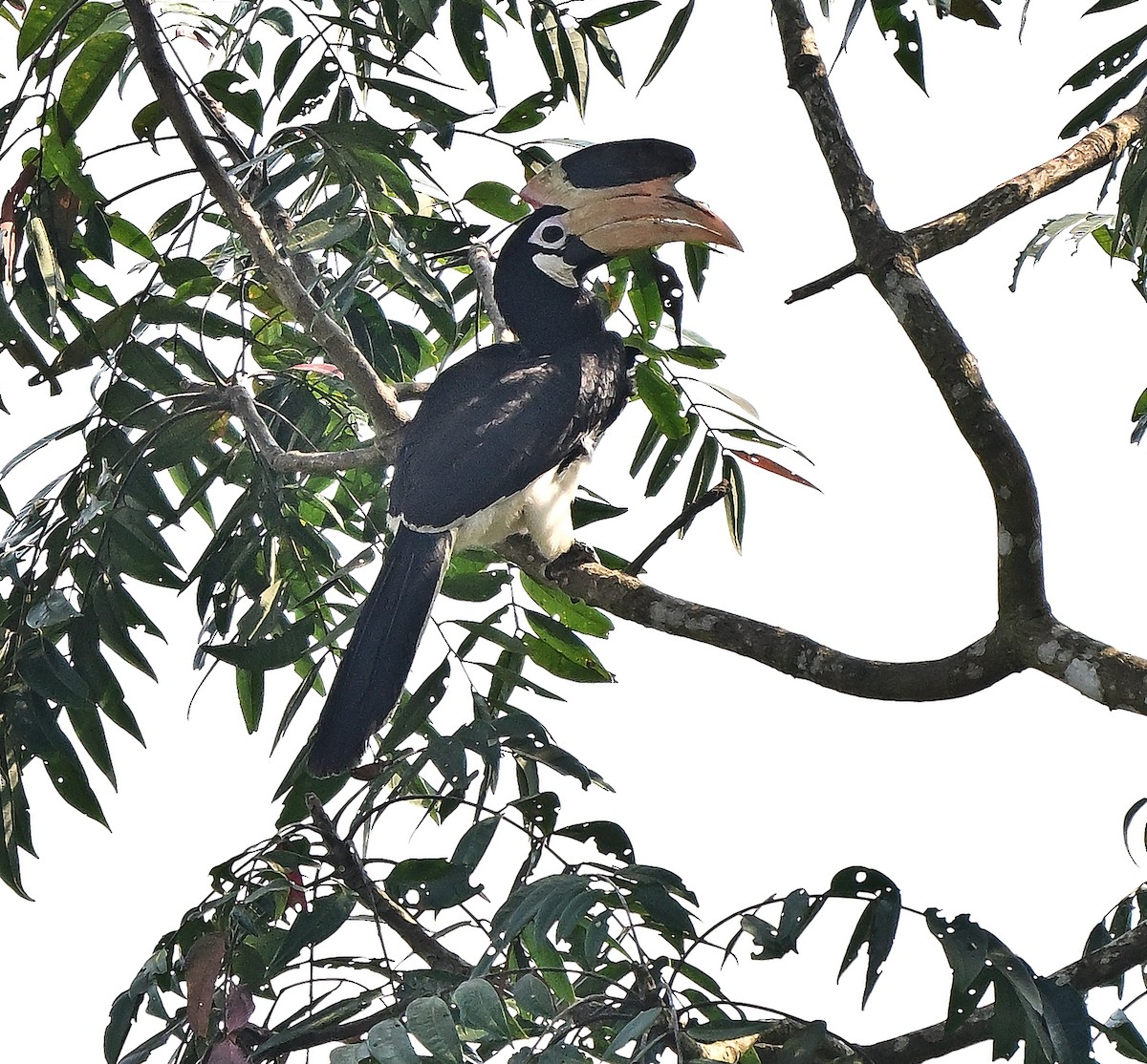 Malabar Pied-Hornbill - ML645099281