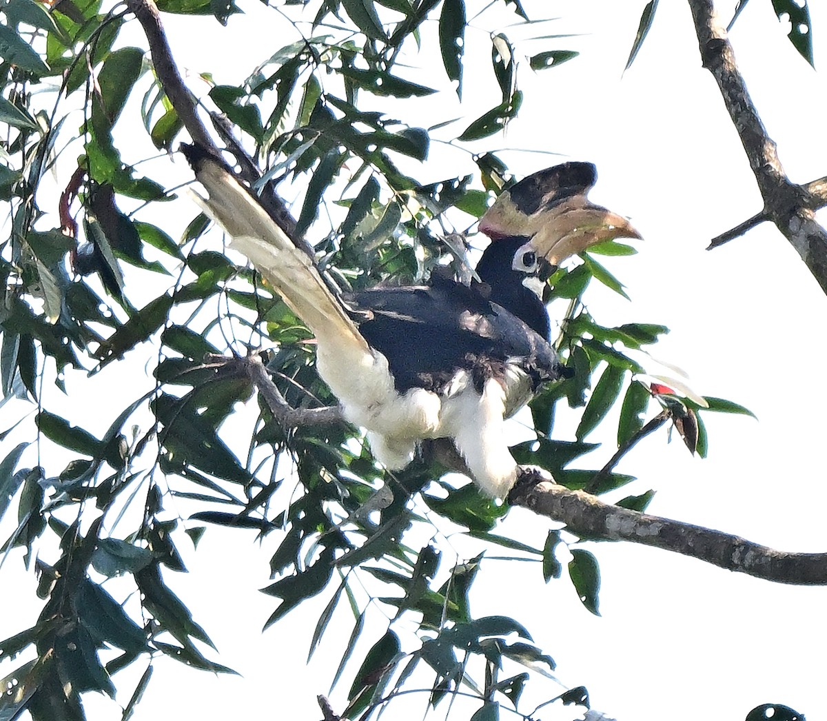 Malabar Pied-Hornbill - ML645099282