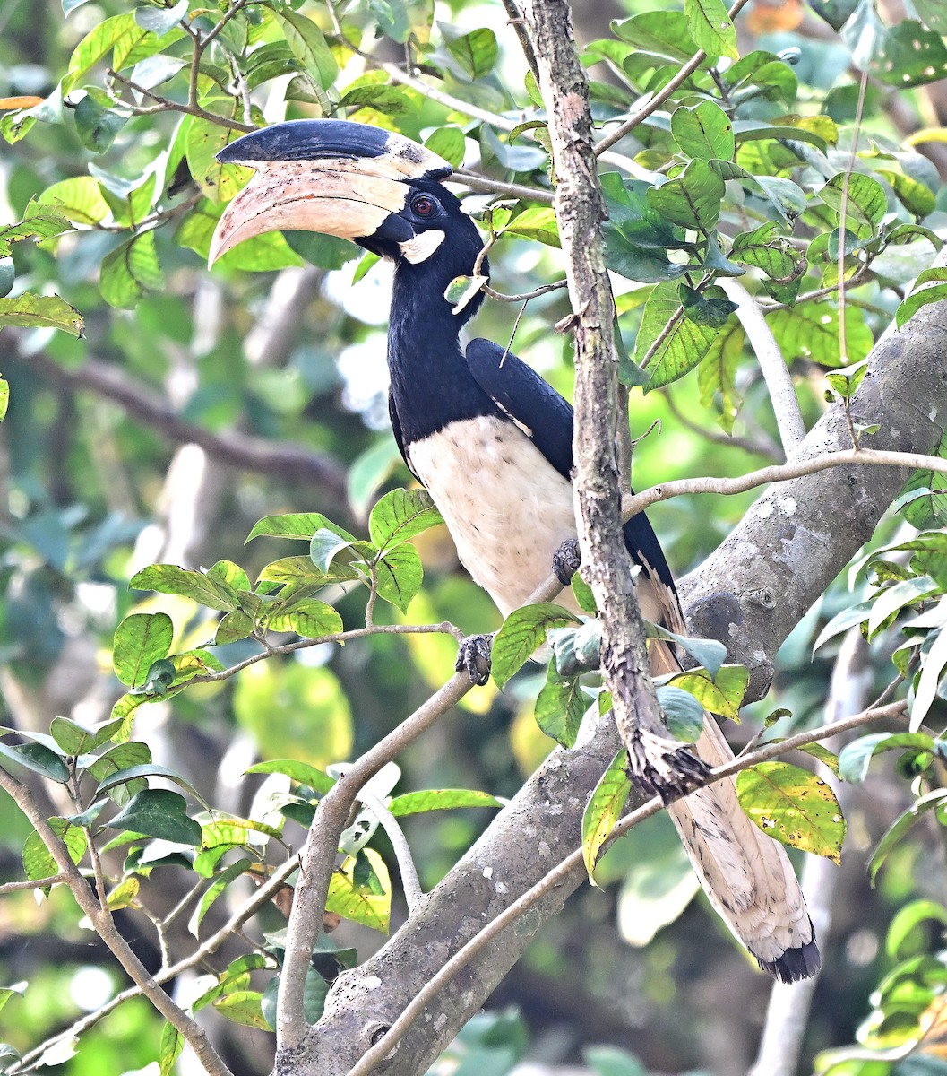 Malabar Pied-Hornbill - ML645099283