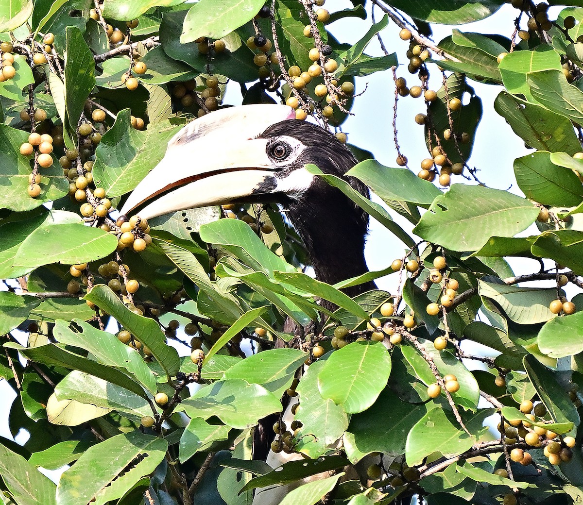 Malabar Pied-Hornbill - ML645099286