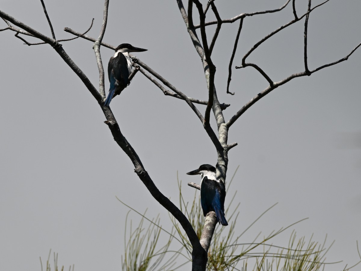 Torresian Kingfisher - ML645099290