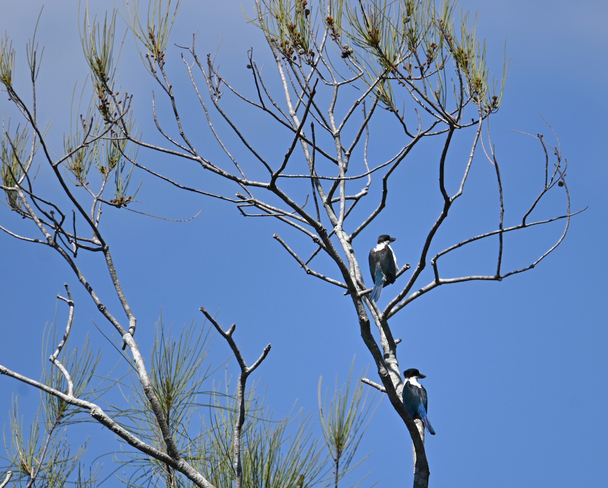 Torresian Kingfisher - ML645099291
