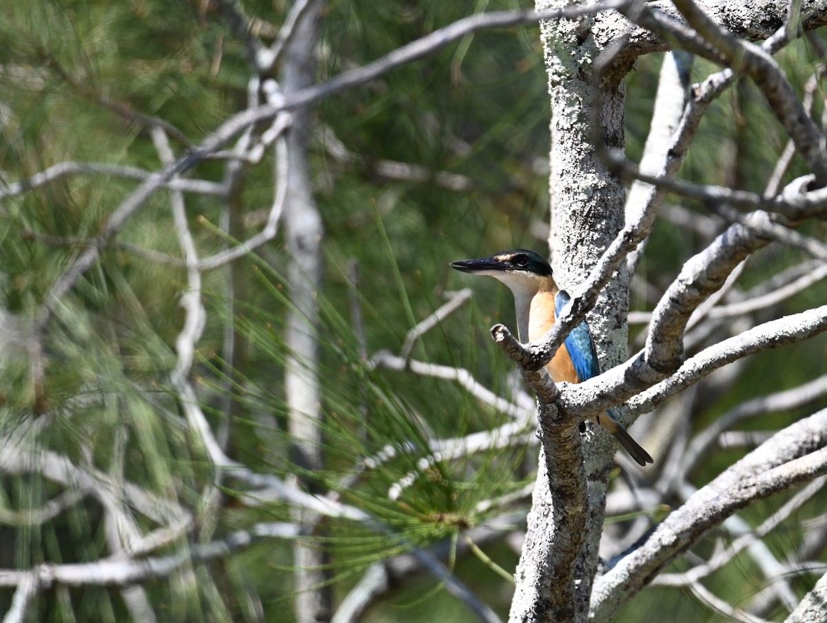 Sacred Kingfisher - ML645099294