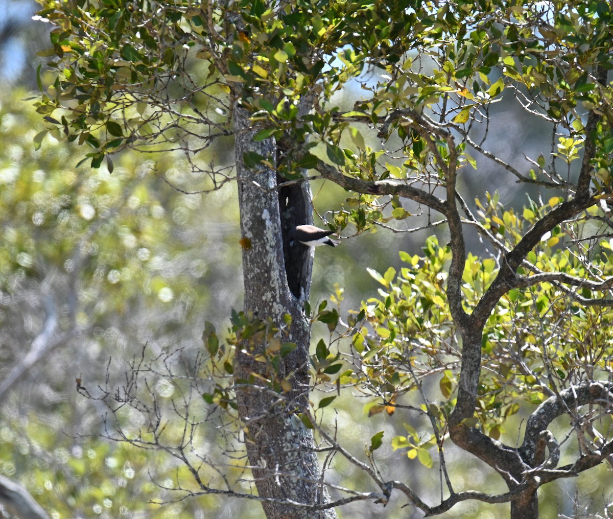 White-breasted Woodswallow - ML645099309