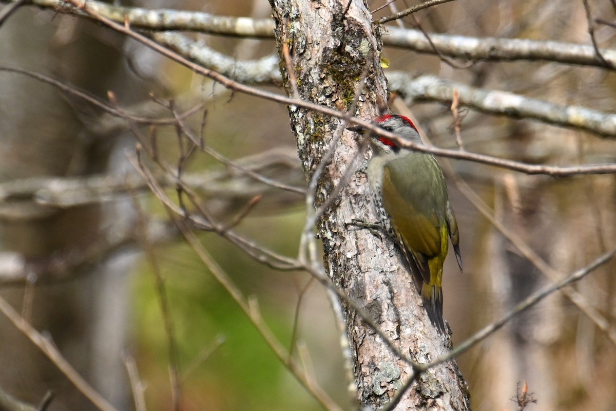 Japanese Woodpecker - ML645099321