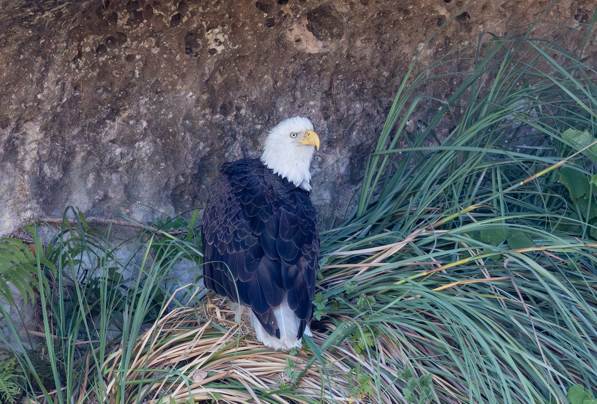 Орлан білоголовий - ML645099327