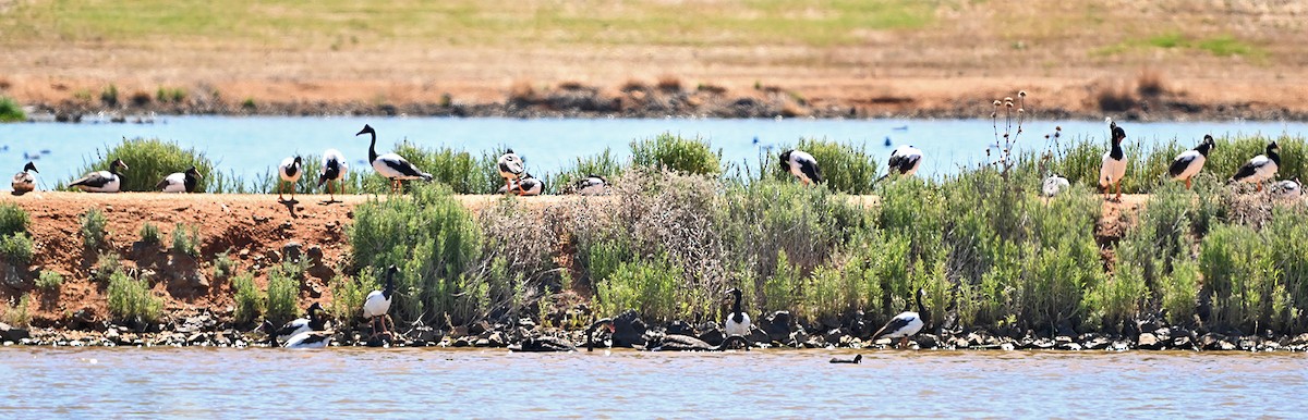 Magpie Goose - ML645099330