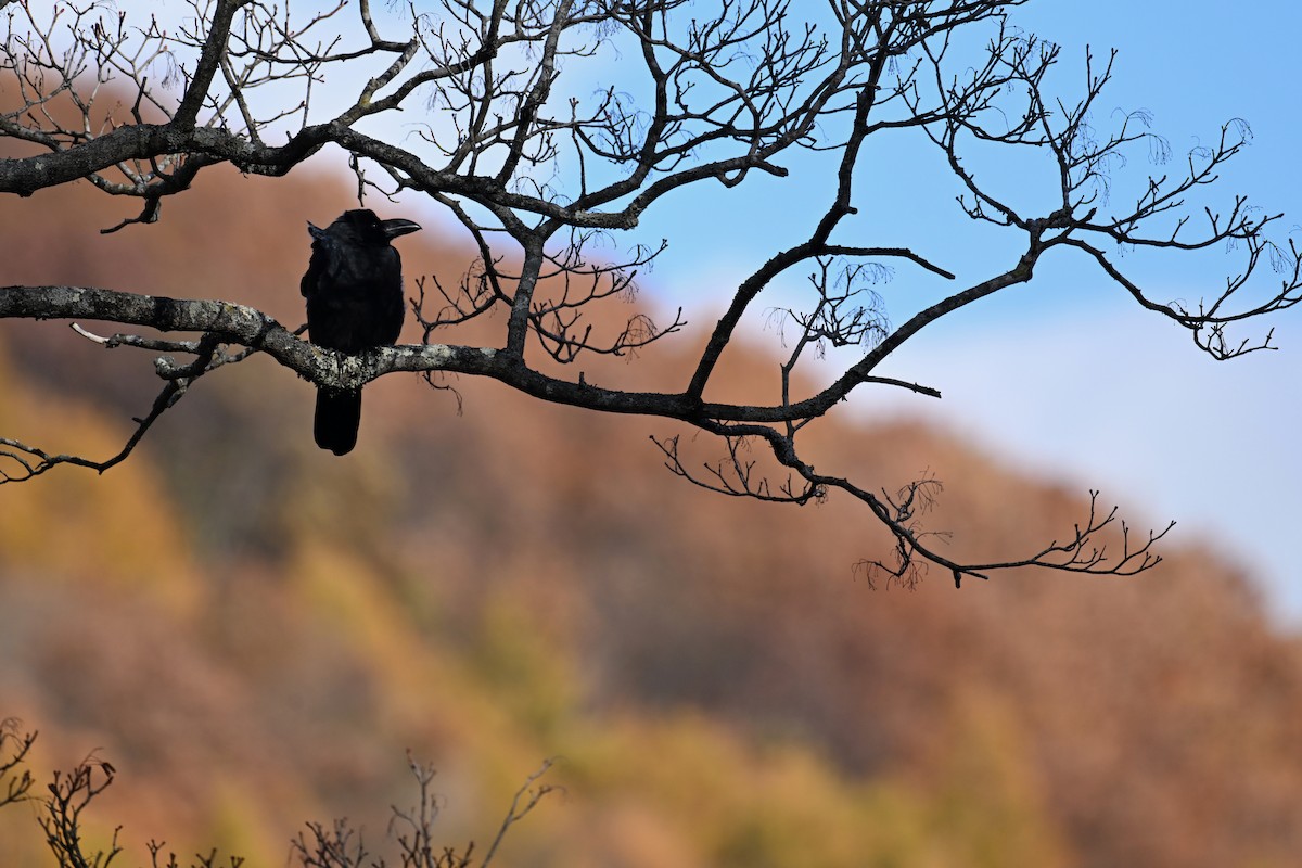 Large-billed Crow - ML645099338