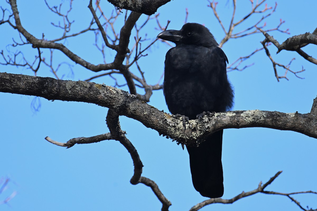 Large-billed Crow - ML645099339