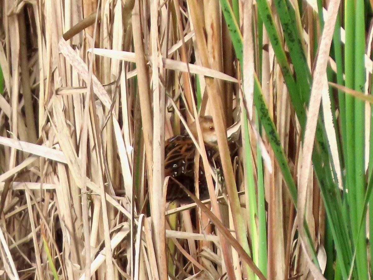 Baillon's Crake - ML645099351