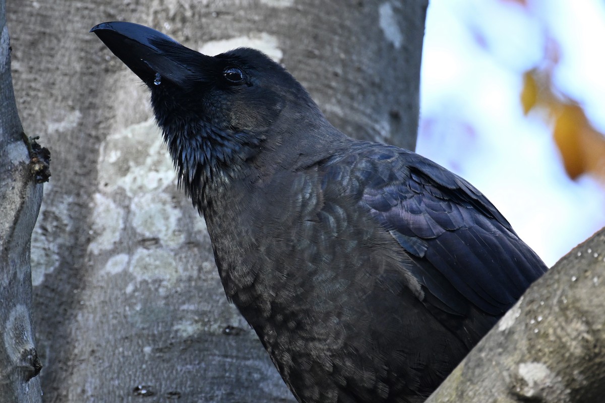 Large-billed Crow - ML645099353