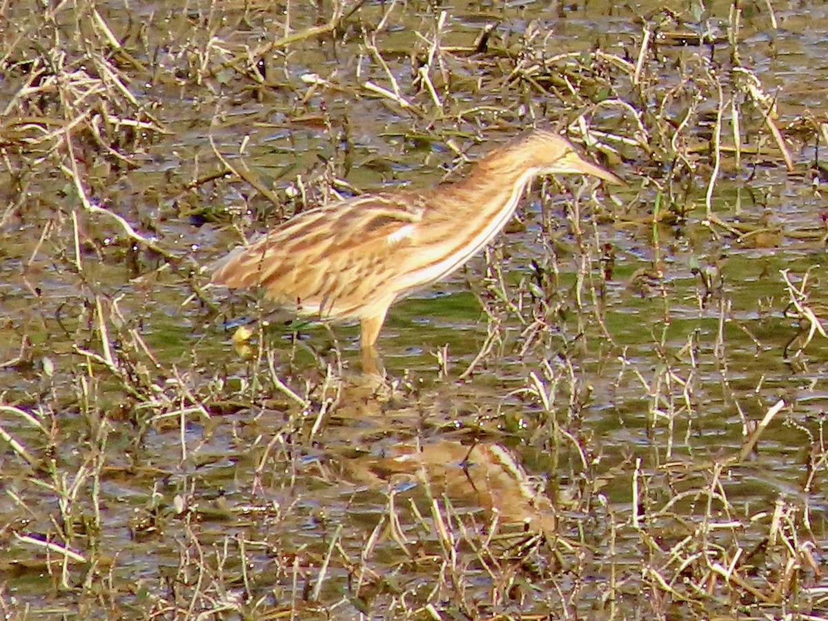 Yellow Bittern - ML645099354