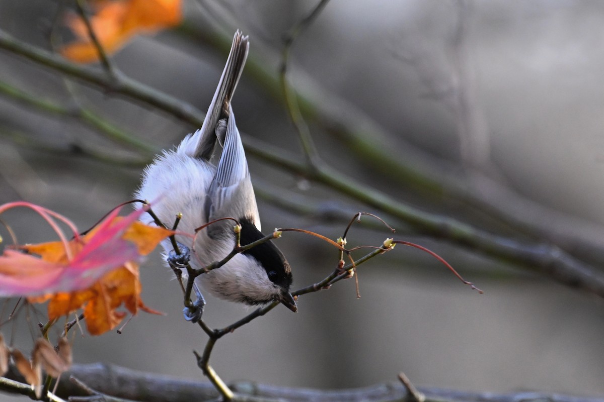 Пухляк - ML645099355