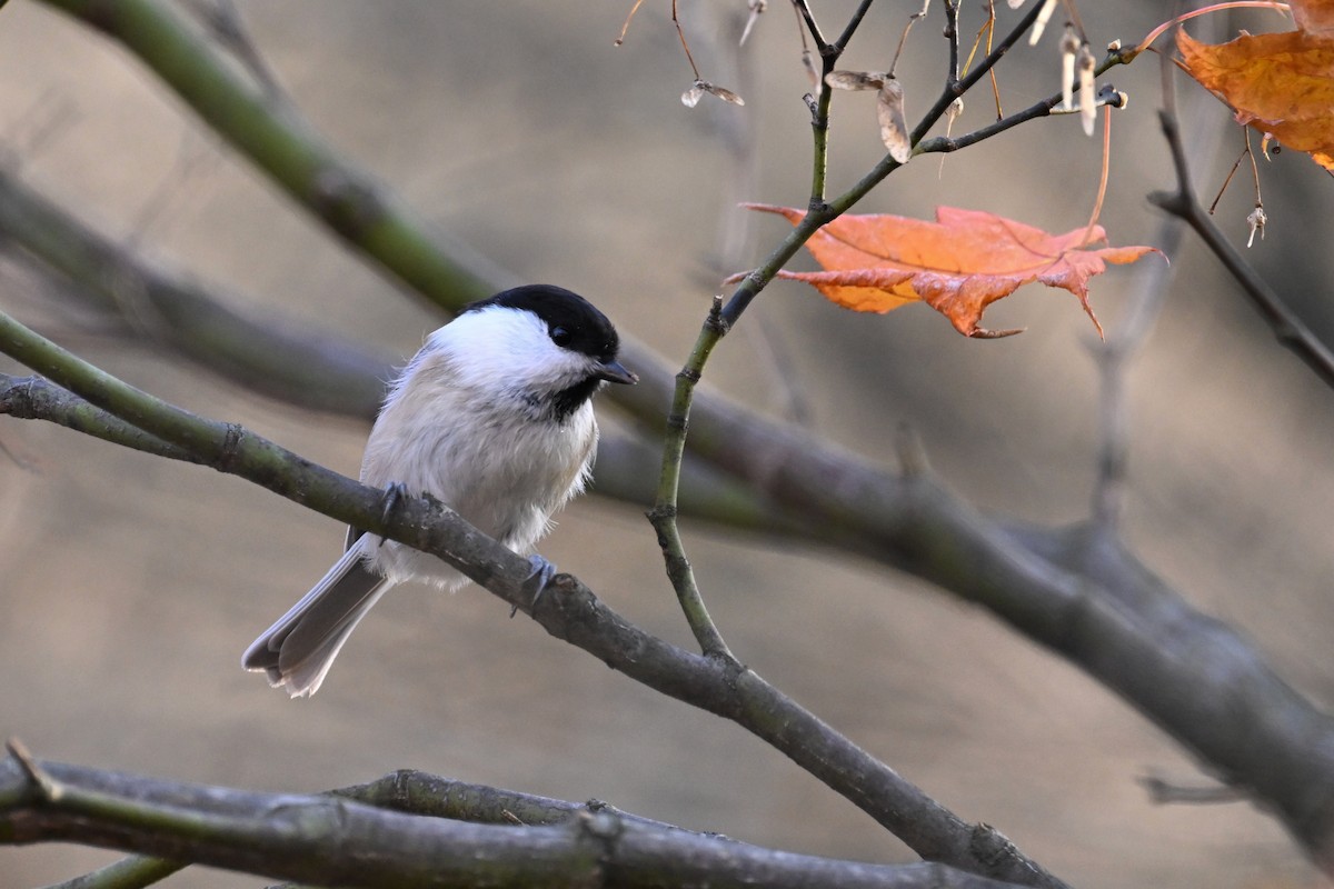 Пухляк - ML645099357