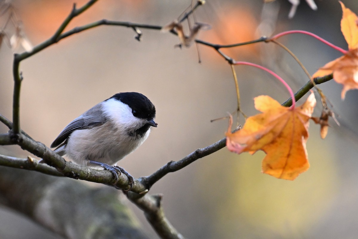 Пухляк - ML645099359